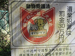 ネコが可愛そうです
