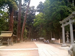 樹齢たぶん１０００年ぐらいはありそうな木がたくさんありました。。