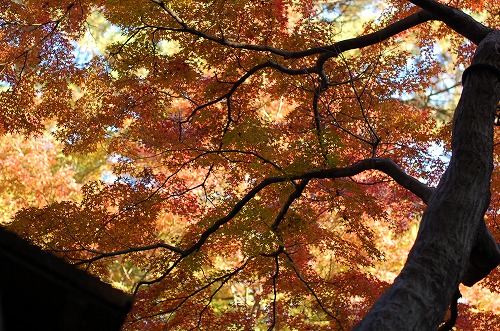 紅葉