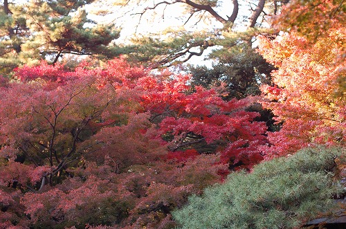 紅葉２